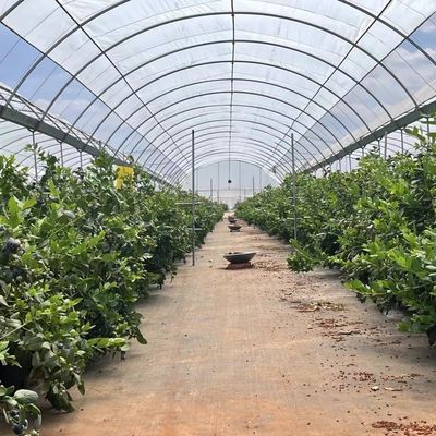 Struttura in acciaio Multi-Span Cocopeat Terra serra per soluzioni di produzione vegetale