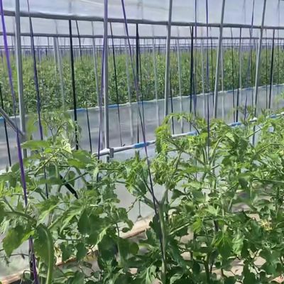 Struttura in acciaio Multi-Span Cocopeat Terra serra per soluzioni di produzione vegetale