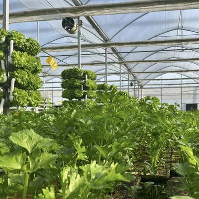 Struttura in acciaio Multi-Span Cocopeat Terra serra per soluzioni di produzione vegetale