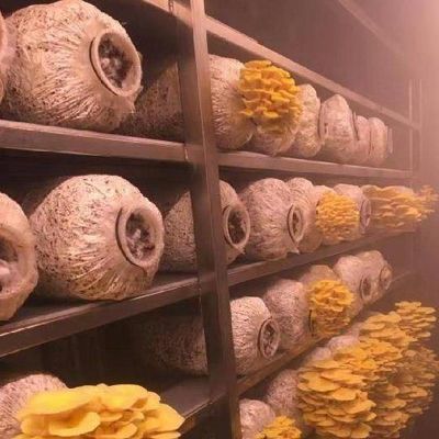 Contenitore di spedizione serra per la coltivazione di funghi in progettazione intelligente JX-CG-0001
