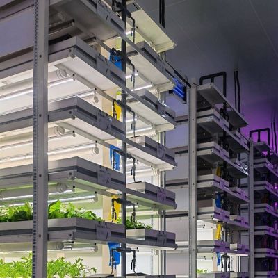 Contenitore di spedizione serra per la coltivazione di funghi in progettazione intelligente JX-CG-0001