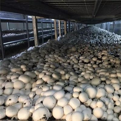 Contenitore di spedizione serra per la coltivazione di funghi in progettazione intelligente JX-CG-0001