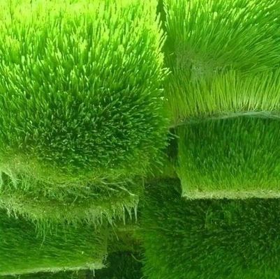 Foraggio in contenitore multifunzionale per la coltivazione a doppio strato di fiori/verdure/sementi