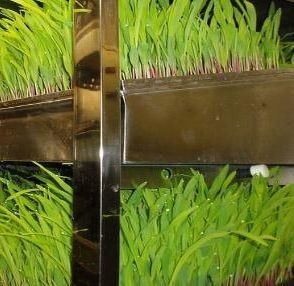 Foraggio in contenitore multifunzionale per la coltivazione a doppio strato di fiori/verdure/sementi