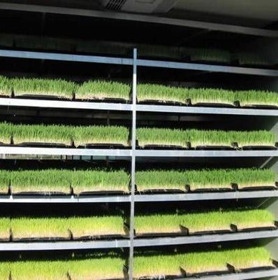 Foraggio in contenitore multifunzionale per la coltivazione a doppio strato di fiori/verdure/sementi