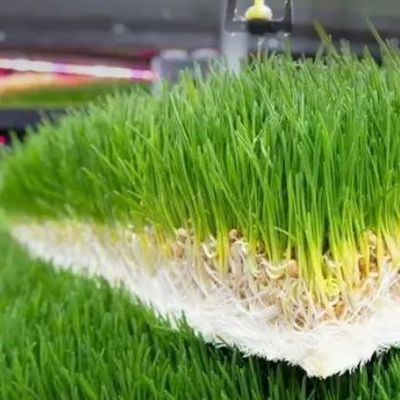 Foraggio in contenitore multifunzionale per la coltivazione a doppio strato di fiori/verdure/sementi