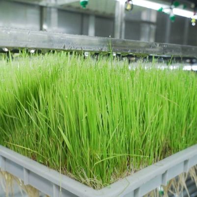 Foraggio in contenitore multifunzionale per la coltivazione a doppio strato di fiori/verdure/sementi