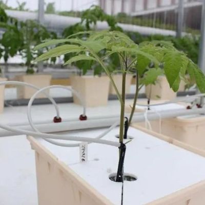 Struttura in acciaio contenitore agricolo verticale serra con sistema idroponico multi-span