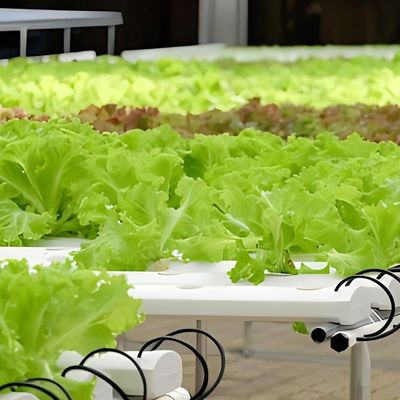 Struttura in acciaio contenitore agricolo verticale serra con sistema idroponico multi-span