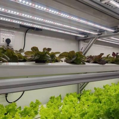 Struttura in acciaio contenitore agricolo verticale serra con sistema idroponico multi-span