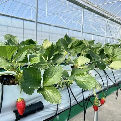 Serra a pellicola multi-span per la piantagione di erba e fiori