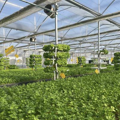 Serra a pellicola multi-span per la piantagione di erba e fiori