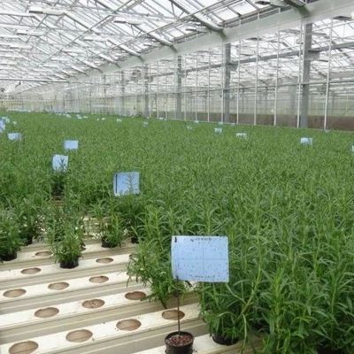 Serra con contenitore verticale di coltivazione a lunghezza superiore con sistema di coltura del substrato