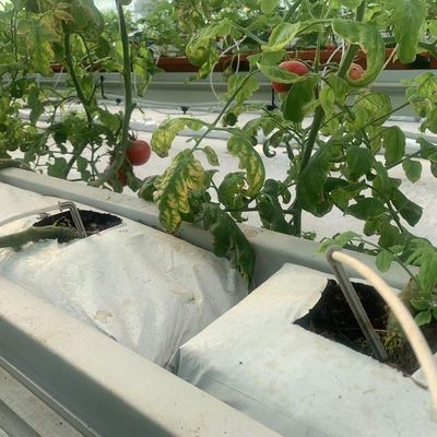 Serra con contenitore verticale di coltivazione a lunghezza superiore con sistema di coltura del substrato