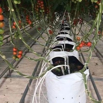 Serra con contenitore verticale di coltivazione a lunghezza superiore con sistema di coltura del substrato