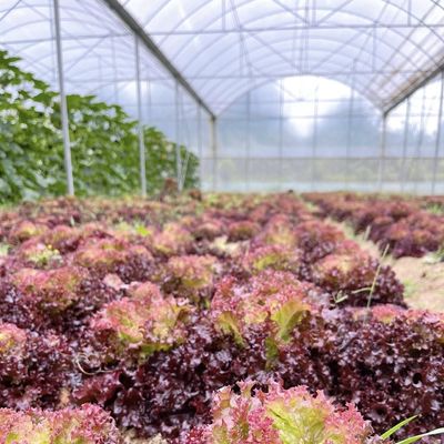US Cocopeat suolo per la coltivazione di ortaggi in agricoltura sostenibile in serra commerciale