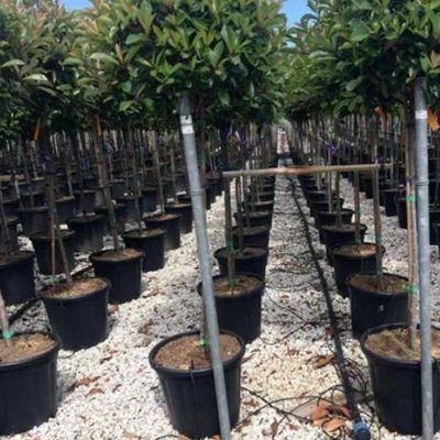 Serra con contenitore verticale di coltivazione a lunghezza superiore con sistema di coltura del substrato