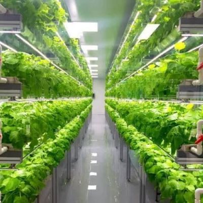 Serre agricole multi-span 40ft Container Sistema di coltivazione verticale idroponica