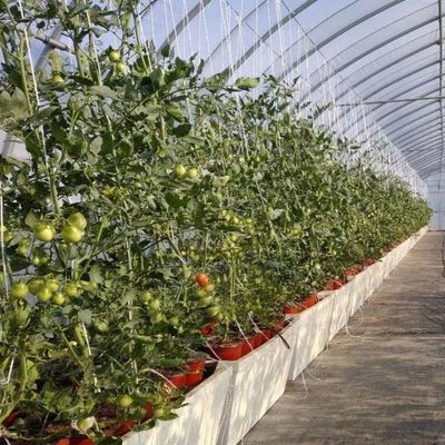Dipartimento delle serre in plastica Serre commerciale Po/PE multi-span con idroponica