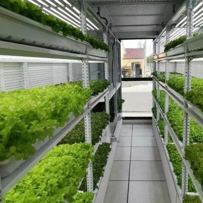 Tipo Controllo intelligente Agricoltura Contasteri idroponici Fattoria su richiesta personalizzata