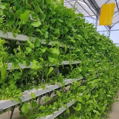 2000.000kg Pacchetto Peso lordo Serra commerciale per la coltivazione idroponica climatizzata