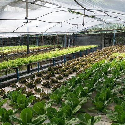 2000.000kg Pacchetto Peso lordo Serra commerciale per la coltivazione idroponica climatizzata