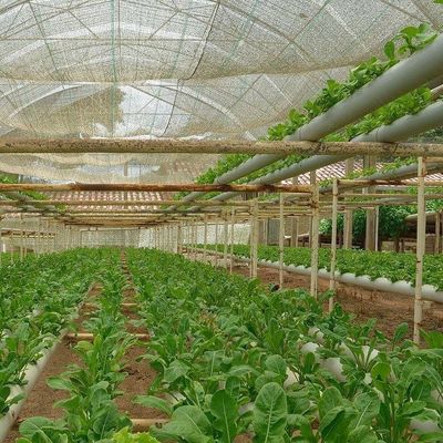 2000.000kg Pacchetto Peso lordo Serra commerciale per la coltivazione idroponica climatizzata