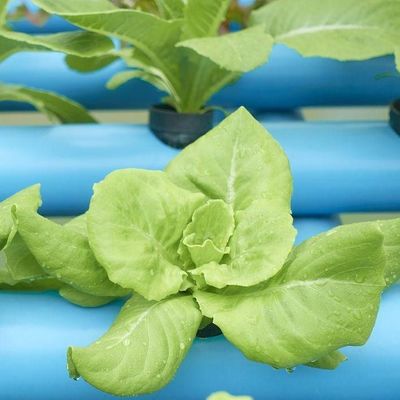 2000.000kg Pacchetto Peso lordo Serra commerciale per la coltivazione idroponica climatizzata