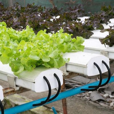 2000.000kg Pacchetto Peso lordo Serra commerciale per la coltivazione idroponica climatizzata