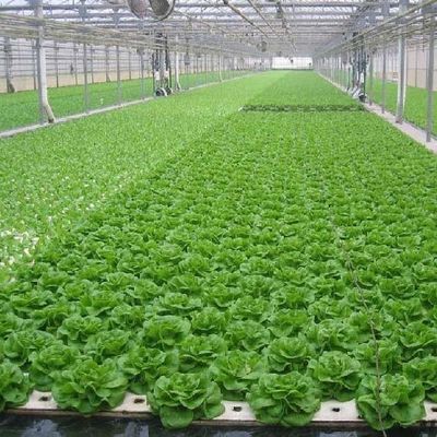 Serra a pellicola di controllo dell'umidità multi-span per verdure ottimizzare la crescita delle verdure