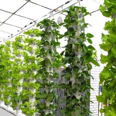 Serra a pellicola di controllo dell'umidità multi-span per verdure ottimizzare la crescita delle verdure