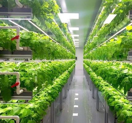 Serra a pellicola di controllo dell'umidità multi-span per verdure ottimizzare la crescita delle verdure