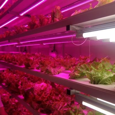 Mqo 1 Set Casa Verde Pesce Verticale Trasporto Navale Agricoltura Contenitore Sistema di coltivazione idroponica