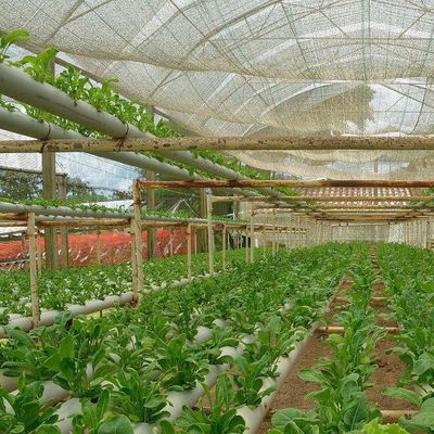 Serra a pellicola di umidità controllata in valuta statunitense per la produzione di ortaggi senza suolo
