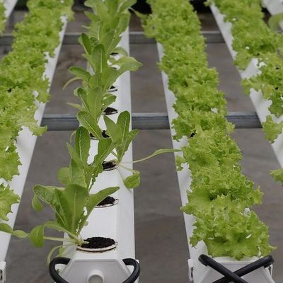 Serra idroponica a pellicola Po/PE per verdure a doppio strato