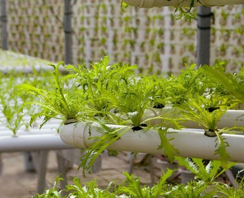 Serra idroponica a pellicola Po/PE per verdure a doppio strato