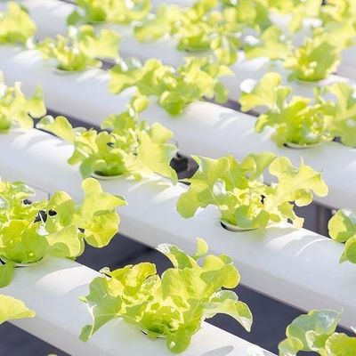 Serra idroponica a pellicola Po/PE per verdure a doppio strato