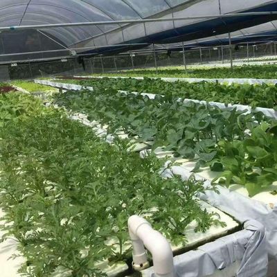 Serra idroponica a pellicola Po/PE per verdure a doppio strato