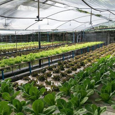 Serra idroponica a pellicola Po/PE per verdure a doppio strato