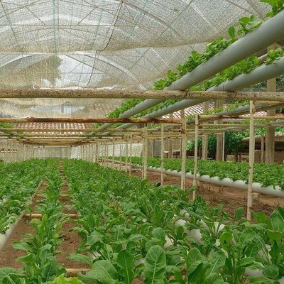 Materiale di copertura per fogli di plastica serra a pellicola idroponica avanzata