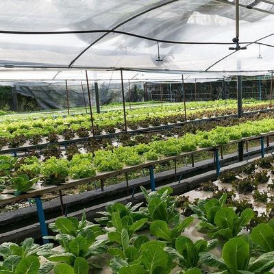 Materiale di copertura per fogli di plastica serra a pellicola idroponica avanzata