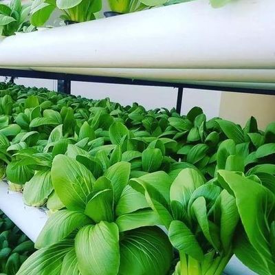 Materiale di copertura per fogli di plastica serra a pellicola idroponica avanzata