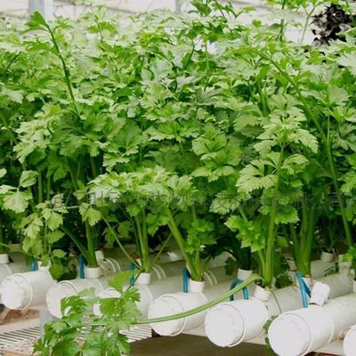 Materiale di copertura per fogli di plastica serra a pellicola idroponica avanzata