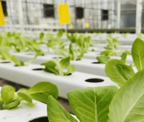 Sistema di serra a pellicola commerciale a doppio strato per la gestione dell'umidità nelle serre