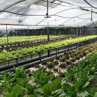 Sistema di serra a pellicola commerciale a doppio strato per la gestione dell'umidità nelle serre