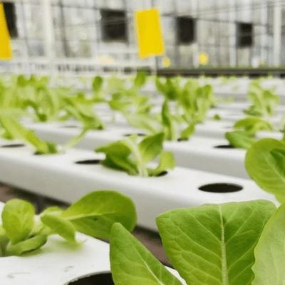 Serra adatta alla coltivazione di sementi e a un budget adeguato con rivestimento in pellicola
