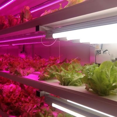 Serre agricole multi-span Sala di allevamento dell'orzo per ortaggi frutti fiori
