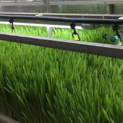 Serre agricole multi-span Sala di allevamento dell'orzo per ortaggi frutti fiori