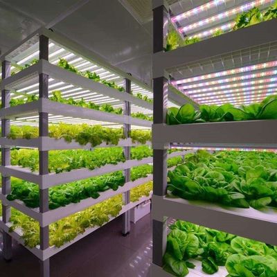 Serre agricole multi-span Sala di allevamento dell'orzo per ortaggi frutti fiori