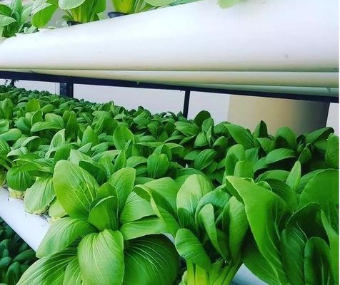 Progettazione di serre a pellicola di coltura senza suolo per verdure e metodo di riscaldamento temporaneo